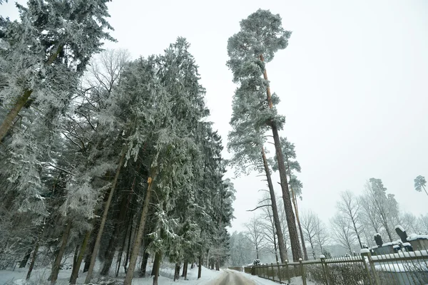 Snötäckta skogsväg — Stockfoto