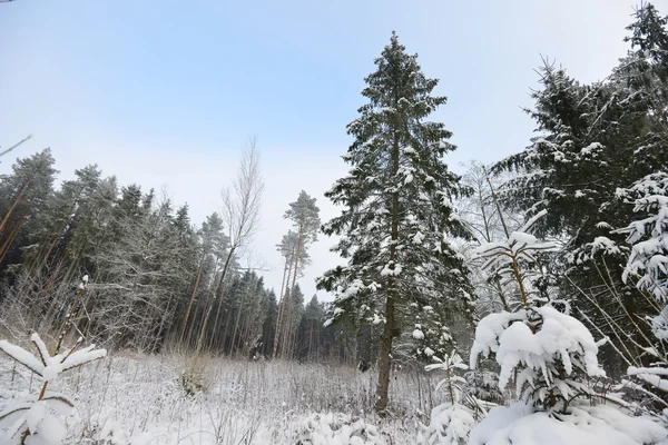 Alberi invernali con neve — Foto Stock