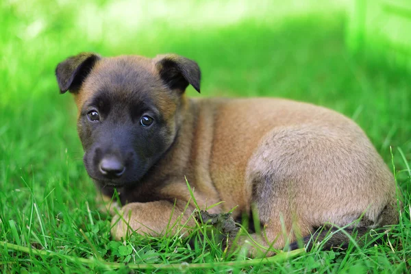 Valp belgisk vallhund — Stockfoto