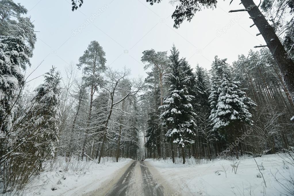 Snow-covered forest road