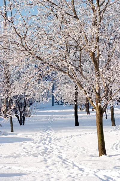 Pegadas na neve branca clara no parque de inverno — Fotografia de Stock