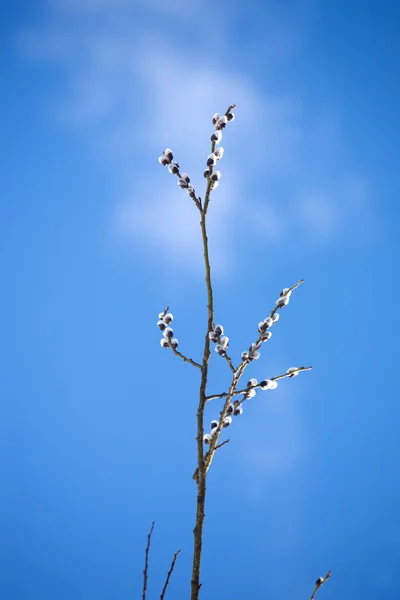 Weidenzweig mit buschigen Sprossen, die im Frühling blühen — Stockfoto