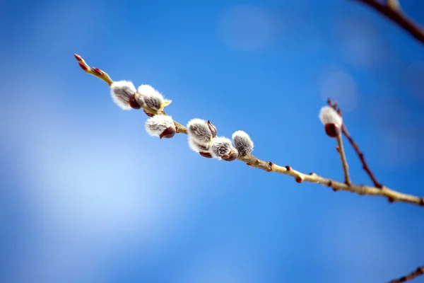 Weidenzweig mit buschigen Sprossen, die im Frühling blühen — Stockfoto