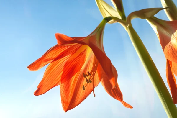 Röd zephyr blomma knopp utomhus under våren — Stockfoto