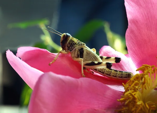 Heuschrecke sitzt rosa Blume Nahaufnahme — Stockfoto