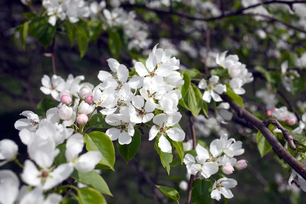 Close-up van de lente van de Apple boomtakken met witte bloemen — Stockfoto