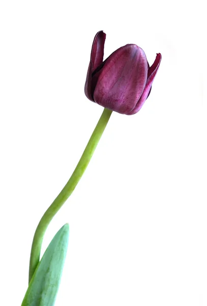 Purple tulip with on long stem isolated closeup — Stock Photo, Image