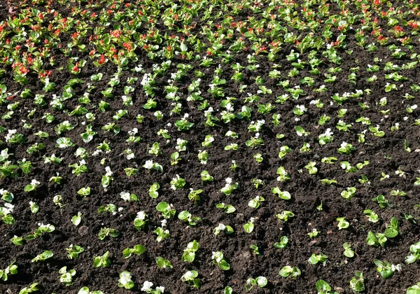 Small seedlings of decorative flowers planted in the ground — Stock Photo, Image