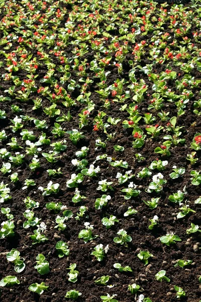 Pequenas mudas de flores decorativas plantadas no chão — Fotografia de Stock