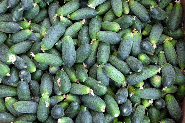 Veel van komkommers als achtergrond closeup — Stockfoto