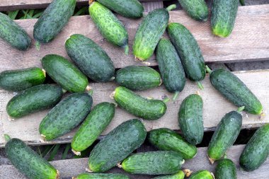 Eski ahşap birçok salatalık tablo açık en iyi görünümü