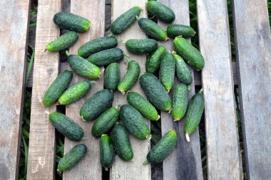 Eski ahşap birçok salatalık tablo açık en iyi görünümü