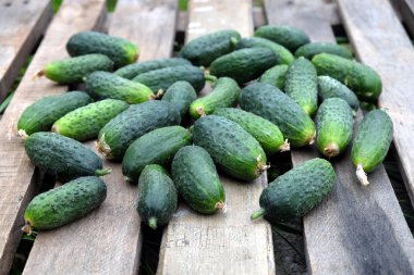 Eski ahşap birçok salatalık tablo açık en iyi görünümü