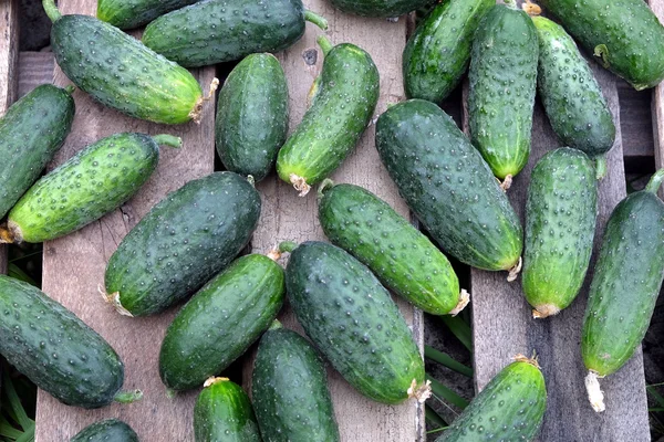 Många gurkor på gamla trä bord utomhus ovanifrån — Stockfoto