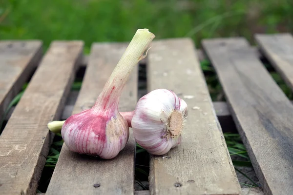 Natura morta con due teste di aglio all'aperto — Foto Stock