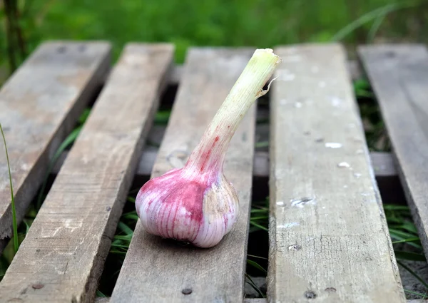 Still life with garlic head outdoors — Stock Photo, Image