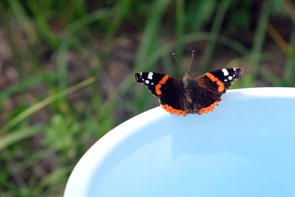 Schmetterlingsadmiral sitzt auf dem Eimerrand — Stockfoto