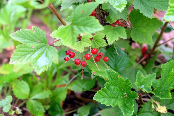 Bayas grosellas rojas maduran en el jardín — Foto de Stock
