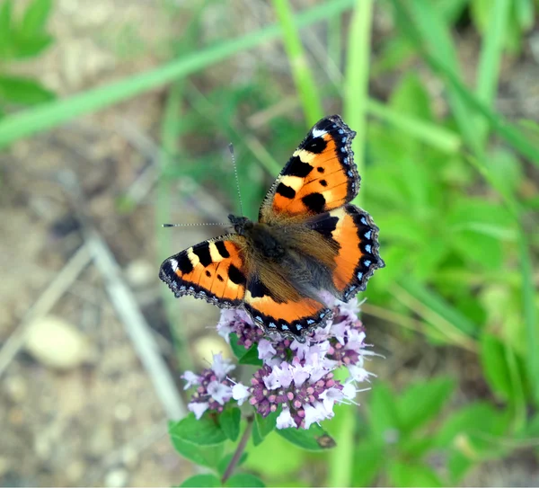 Urticaria de mariposa sentada en el campo flores en el primer día de verano —  Fotos de Stock