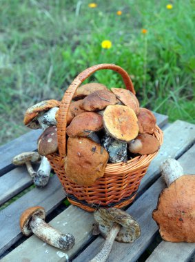 Kırpma mantar kahverengi sepeti