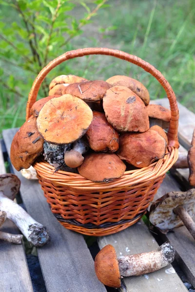 Essbare Pilze auf einem Holztisch — Stockfoto