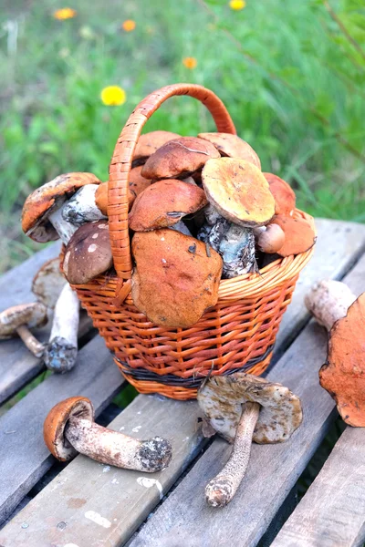 Colheita de cogumelos em cesta marrom — Fotografia de Stock