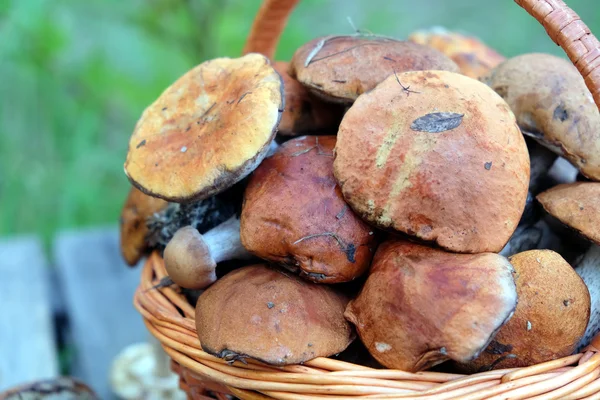 Colheita de cogumelos em closeup cesta marrom — Fotografia de Stock
