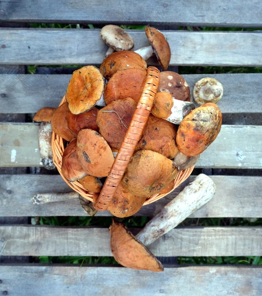 Uprawy grzybów w brązowy kosz — Zdjęcie stockowe