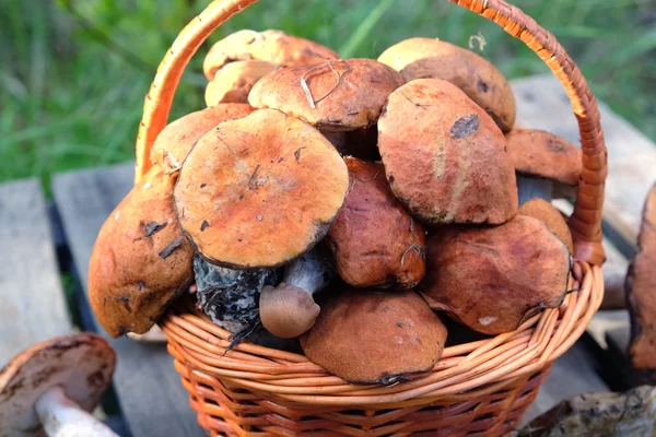 Colheita de cogumelos em closeup cesta marrom — Fotografia de Stock