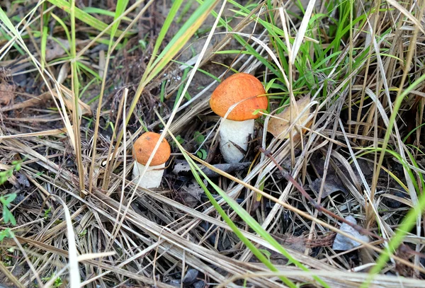 Two orange-cap boletus in the grass — Stock Photo, Image