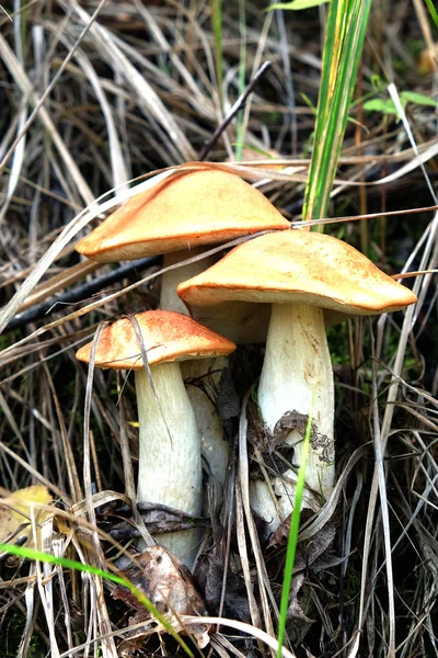 Three orange-cap boletus in the grass — Stock Photo, Image