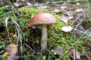 Bir yamaçta büyüyen kahverengi kap çörek