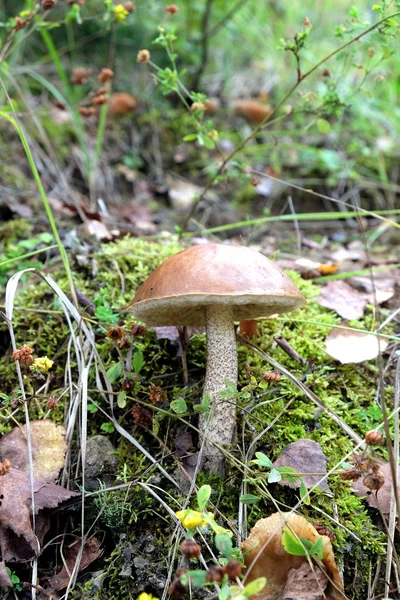 Brown cap boletus growing on a slope — Stock Photo, Image