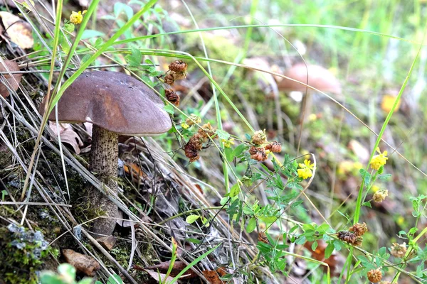 Brown cap boletus growing on a slope — Stock Photo, Image