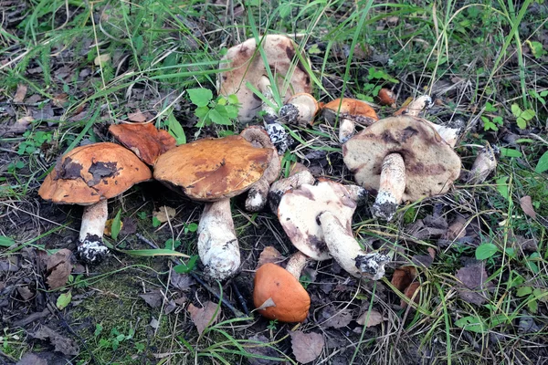 Natureza morta com muitos cogumelos comestíveis reunidos close-up — Fotografia de Stock