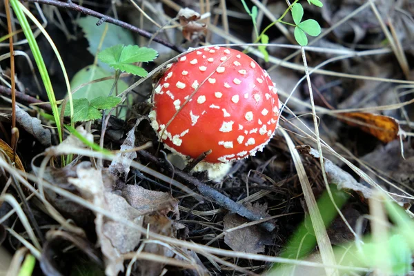 Red fly agaric in the grass in autumn forest — Stock Photo, Image