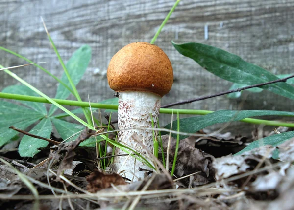 Small orange-cap boletus in the grass — Stock Photo, Image