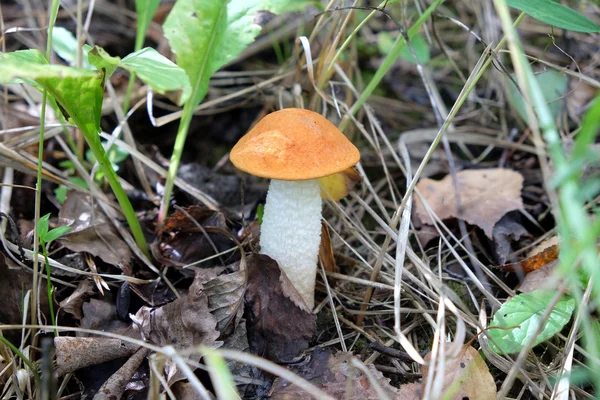 Small orange-cap boletus in the grass — Stock Photo, Image