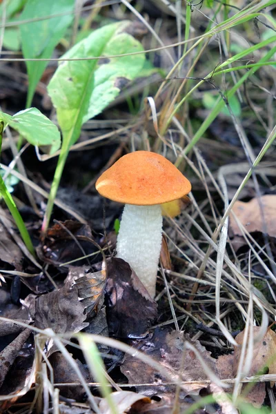 Small orange-cap boletus in the grass — Stock Photo, Image