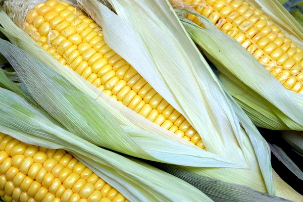Протирати вухо кукурудзи крупним планом — стокове фото