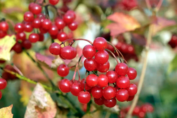 成熟浆果的红色维伯纳姆束挂在树枝上 在模糊的秋天背景下近距离观察 — 图库照片