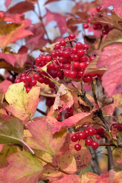 红色的藤蔓和许多成熟的浆果挂在枝头上 在朦胧的秋色背景下 垂直地把它关上 — 图库照片