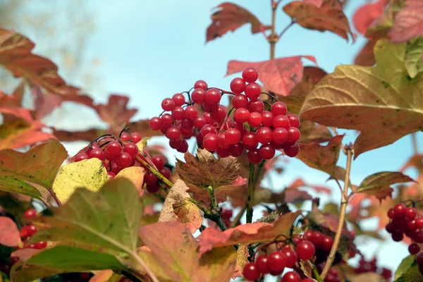 Red Viburnum Bunch Ripe Berries Hangs Branch Front Blur Autumn — Stock Photo, Image