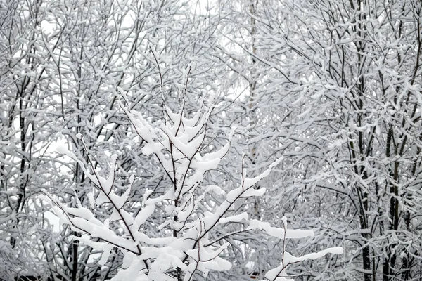 美丽的茂密的冬季森林 上面覆盖着洁白的雪 树上有雪白的枝条 — 图库照片