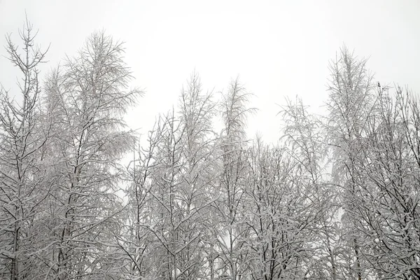 Bela Paisagem Com Topos Árvores Cobertas Neve Ramos Floresta Dia — Fotografia de Stock