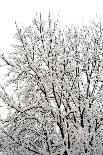 Topo Árvore Coberta Neve Ramos Dia Congelado Inverno Sobre Céu — Fotografia de Stock