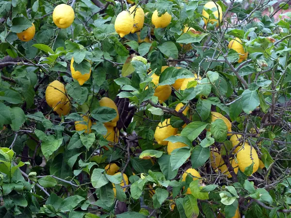 濃い緑色の葉を持つ枝に熟した黄色のレモンの実を持つレモンの木フロントビューを閉じる — ストック写真