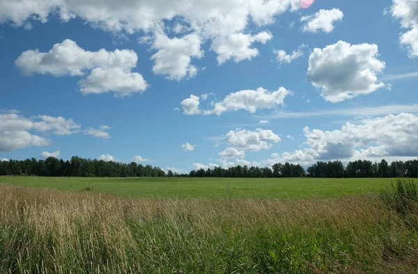 Schöne Landschaft Mit Grünen Wiesen Laubwald Und Hohem Gras Vordergrund — Stockfoto