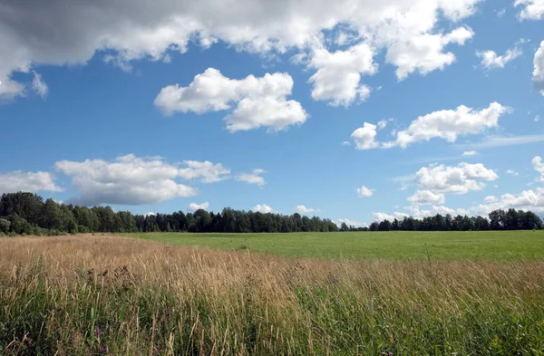 Schöne Landschaft Mit Grünen Wiesen Laubwald Und Hohem Gras Vordergrund — Stockfoto