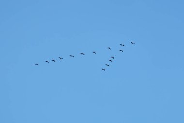 Turnaların hatları yazın sonunda tamamen bulutsuz, mavi bir gökyüzünün arka planına karşı bir kama içinde güneye doğru uçuyor.